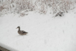 Duck in snow